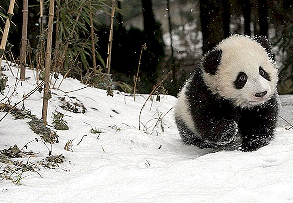 Por que os pandas são preto e branco?