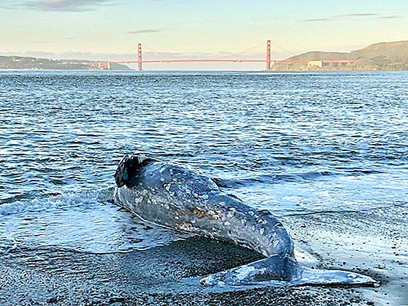 ¿Por qué hay tantas ballenas grises lavando muertos en la costa de California?