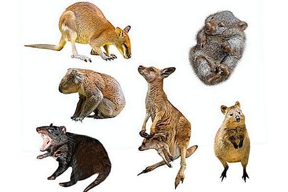 Защо има толкова много Marsupials в Австралия?