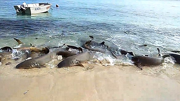 ทำไมฉลามเหล่านี้ถึงเต้น 'pipi'