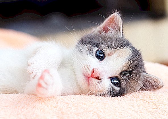 USDA Neden 'Kedi Yamyamlığı' Deneyleri Yaptı?