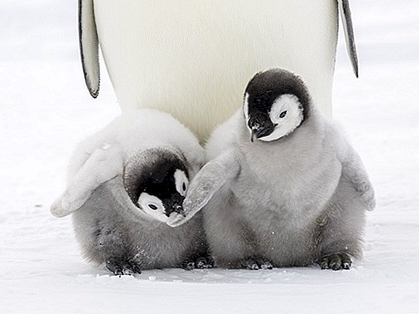Varför dröjer alla barn i den här massiva pingvinkolonin?
