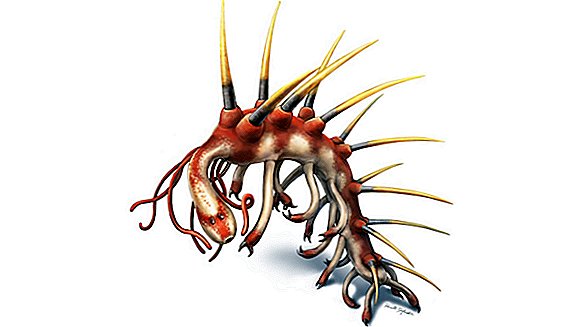 Perché le creature cambriane sembrano così strane?