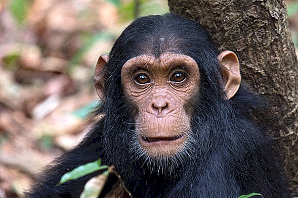 Kodėl šimpanzės meta kauliuką?