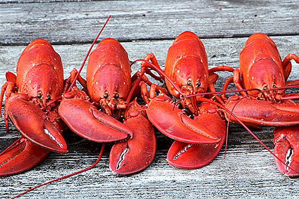 Por que as lagostas ficam vermelhas quando cozinhadas?