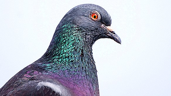Pourquoi les pigeons bougent-ils la tête?