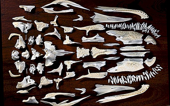 Por que os crânios têm tantos ossos? (Carrega mais do que você pensa)