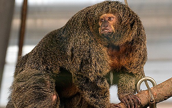 Por que esse 'macaco macaco' parece ridiculamente rasgado?