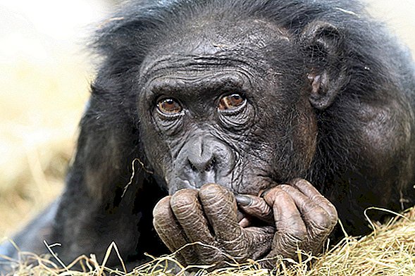Kodėl visi primatai netapo žmonėmis?
