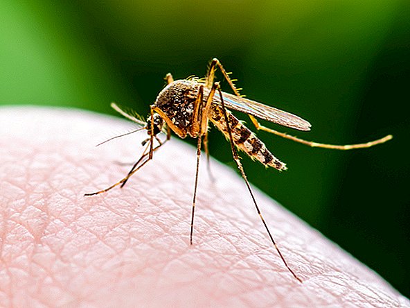 Kenapa Virus Bawaan Nyamuk Bermanfaat Tapi Mematikan Memukul Massachusetts Jadi Keras