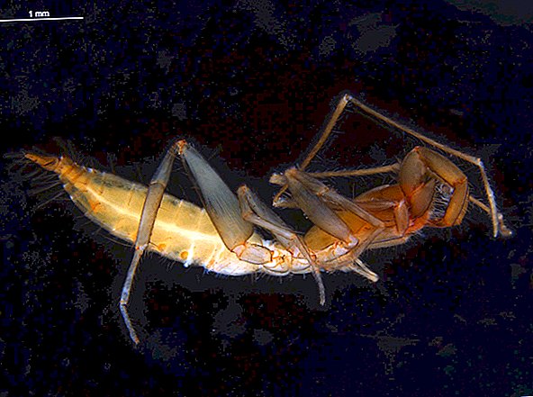 Защо тези странни, уединителни паякообразни избягали под земята в еволюционните вълни