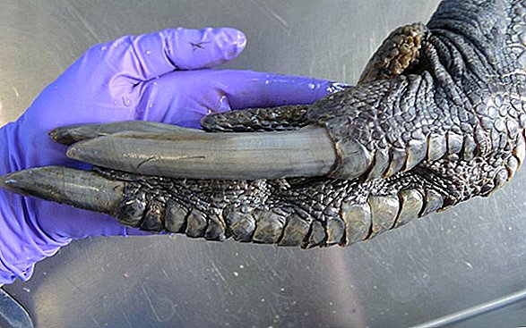 Warum dieser enorme, schuppige Fuß wie von einem Dinosaurier aussieht