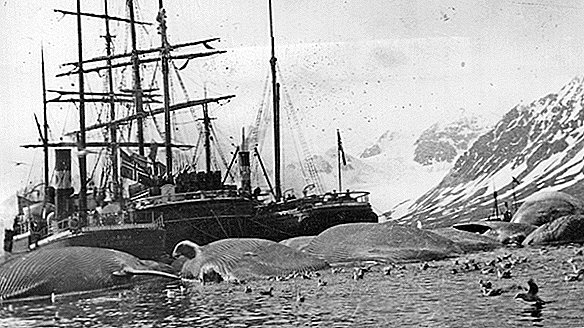 Perché la caccia alle balene era così grande nel XIX secolo?