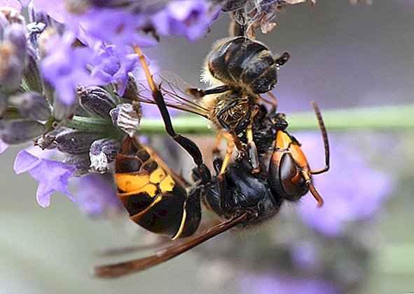 Por que uma vespa acabou de cortar uma abelha ao meio (e à esquerda com sua extremidade traseira)