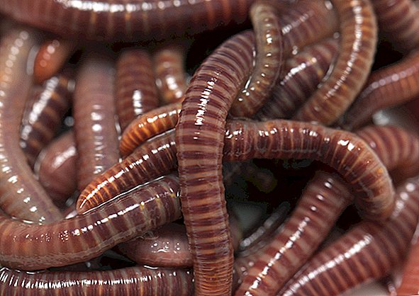 Werden zwei Würmer aus einem in zwei Hälften geschnittenen Wurm wachsen?