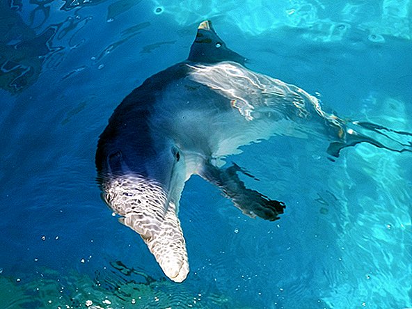 Verdens første Dolphin Spinal Tap Cranks Marine Medicine Opp til 11
