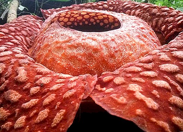 أكبر زهرة جثة في العالم تزهر الآن (وهي تنتن)