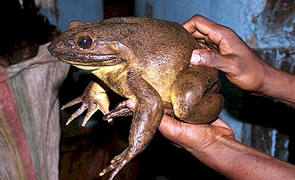 Najveće svjetske žabe mogu premjestiti stijene polovinom svoje težine ... za svoje tjedne pollywogs