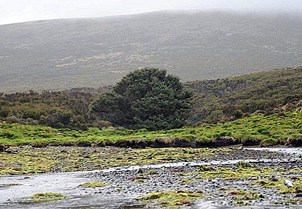 Les arbres les plus solitaires du monde enregistrent les retombées de l'humanité