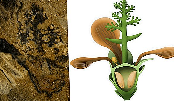 Die älteste Blume der Welt entfaltete ihre Blütenblätter vor mehr als 174 Millionen Jahren