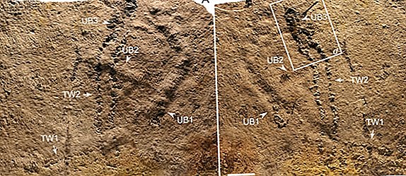 Najstarsze ślady świata odkryte na starożytnym dnie morskim
