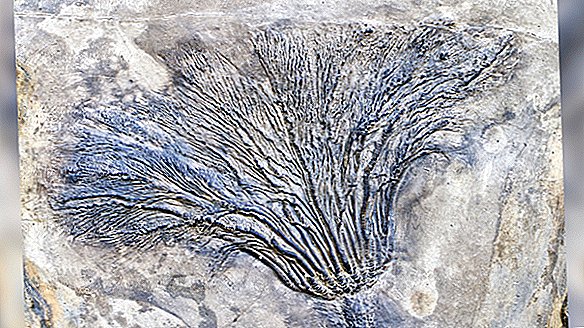 Verdens ældste 'fossilskov' blev netop opdaget i staten New York