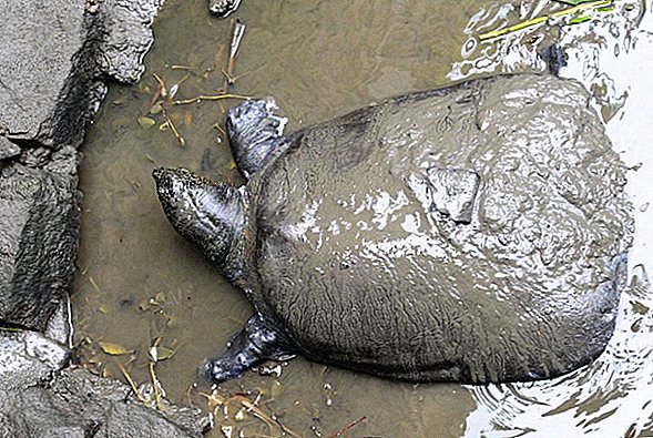 เต่ายักษ์ที่หายากที่สุดในโลกแพ้ผู้หญิงที่เป็นที่รู้จักเป็นครั้งสุดท้าย