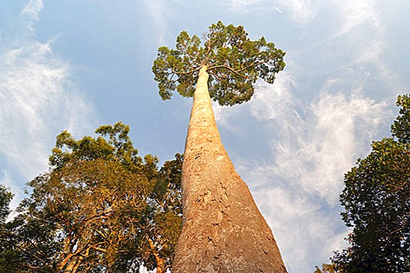 Най-високото тропическо дърво в света е по-дълго от футболно игрище