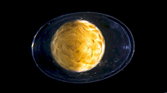 Gelbe, blobartige Zelle verwandelt sich im surrealen Zeitraffervideo in einen zappelnden Salamander