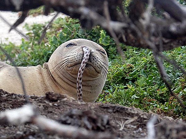 Junge Robben bekommen immer wieder Aale in die Nase gesteckt, und niemand weiß warum
