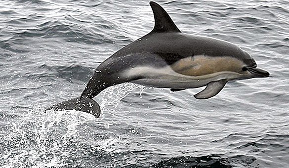 Zafar, de seksueel gefrustreerde dolfijn, sluit het strand in Frankrijk
