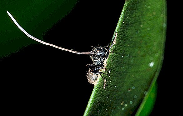 ज़ोंबी चींटियों को एक 'मास्टर कठपुतली' पैरासाइट द्वारा नियंत्रित किया जाता है, लेकिन हम अभी भी नहीं जानते कि कैसे