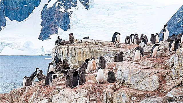Enfermé à la maison? Vous pouvez aider les scientifiques à repérer les pingouins depuis l'espace ou à rechercher de nouvelles galaxies.