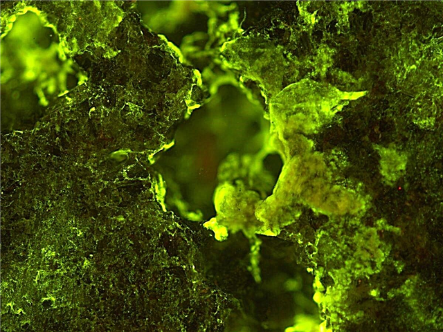 العلماء يجندون البكتيريا في المنجم الصخري في الفضاء