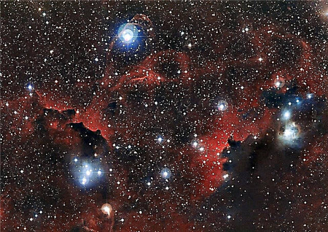 Las alas tachonadas de estrellas de una gaviota cósmica