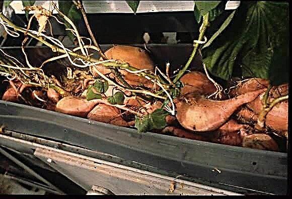 Les patates douces ont volé dans l'espace à bord de Columbia