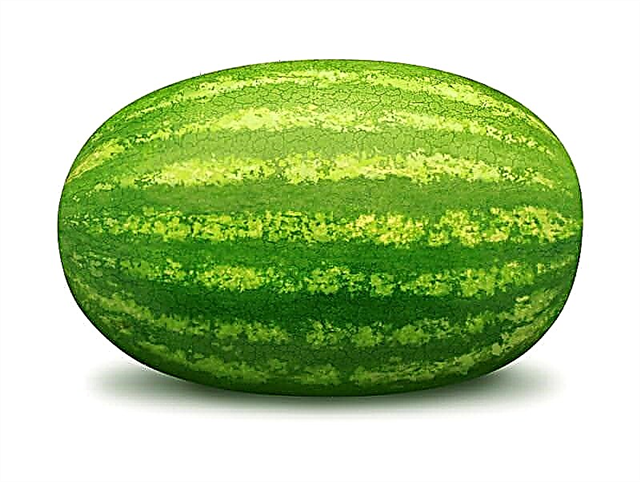 البطيخ: أحدث مصدر للطاقة المتجددة