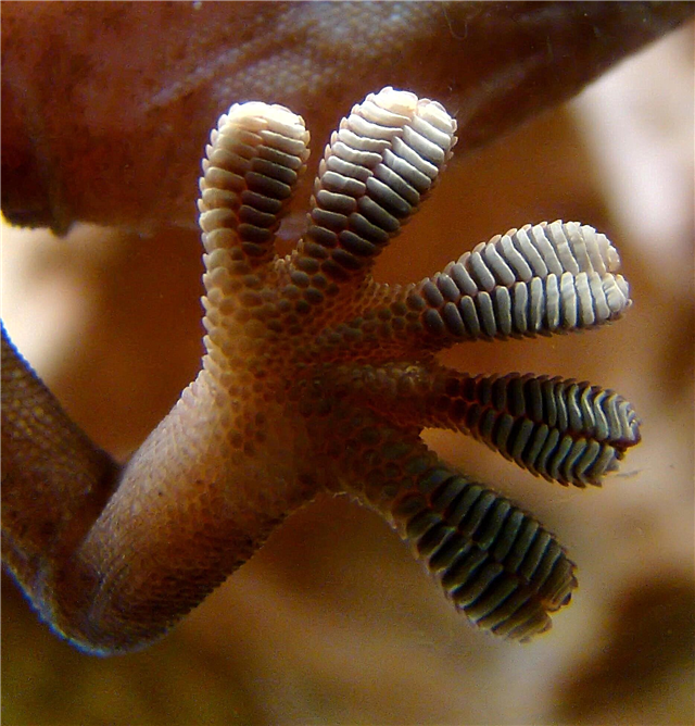 ¿Podrían las manos de lagarto ayudarnos a limpiar la basura espacial?
