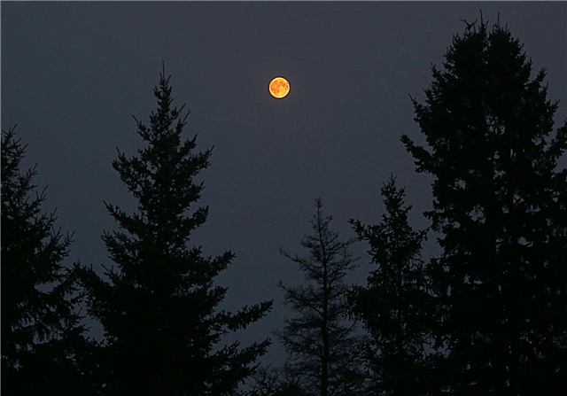 Eclipse pelo fogo! Neblina esfumaçada permeia o céu noturno, escurece a lua