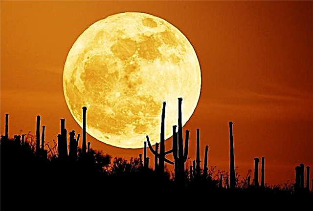Just Another Harvest Moon ...