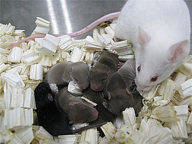 El esperma del ratón fue al espacio y produjo ratones sanos
