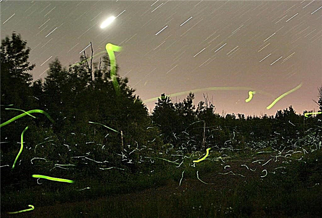 Dunkler Himmel - Gut für Glühwürmchen und Menschen gleichermaßen
