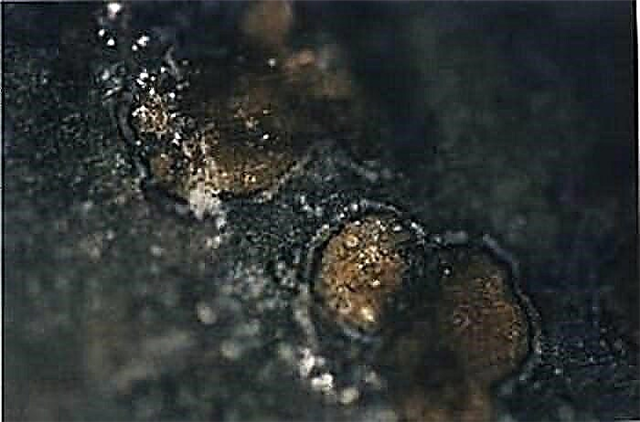 Marso temperatūros paėmimas - meteoritas ALH84001
