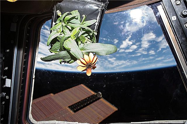 Erster Weltraum Zinnia blüht und fängt Sonnenstrahlen auf der Raumstation