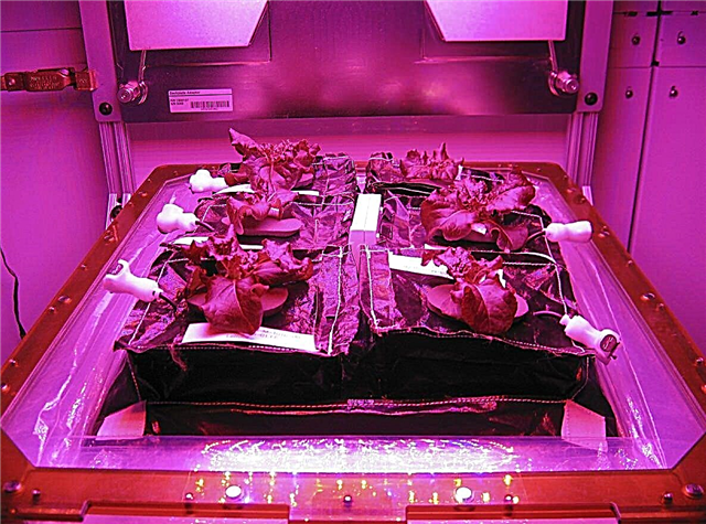 Eine Salatbar für die Raumstation