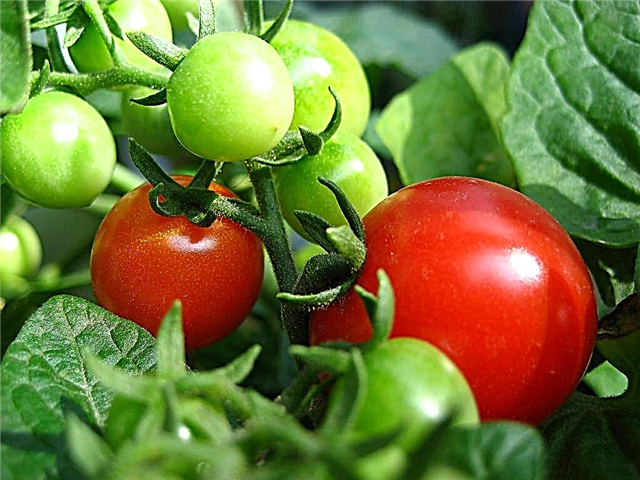 Pirmieji pomidorai, iš imituoto Marso dirvožemio surinkti žirniai