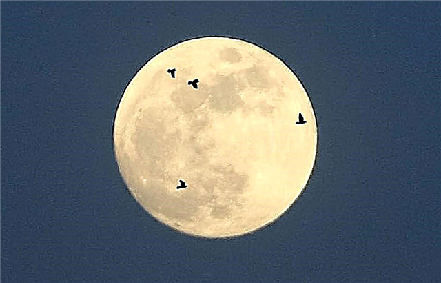 Šįvakar derliaus mėnulis skirtas paukščiams ... Tikrai!
