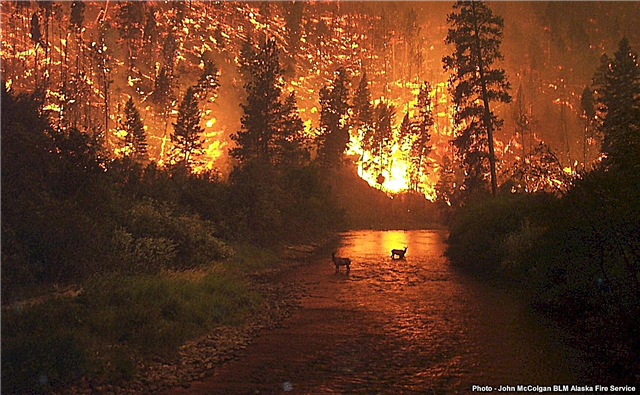 على الرغم من الاحترار العالمي ، لا يزيد تواتر حرائق الغابات