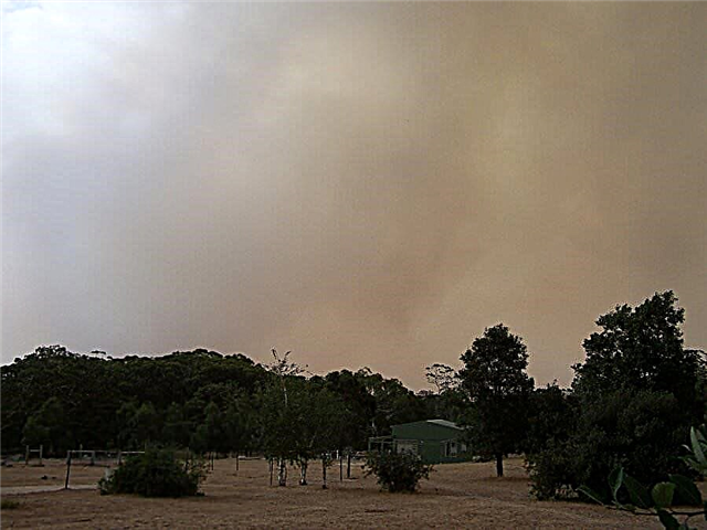 Atualização do Australian Wildfire