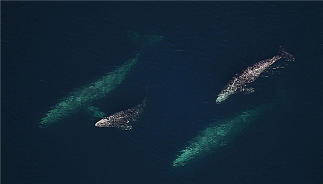 Tempestades solares podem confundir a navegação de baleias e torná-las mais propensas a ficarem presas
